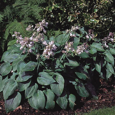 Bio Funkien 'Halcyon' hellviolett, Topf 11x11 cm, 3 Pflanzen Bio Funkien 'Halcyon' hellviolett, Topf 11x11 cm, 3 Pflanzen