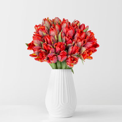 30 dunkelrote Tulpen 'Rococo' 30 dunkelrote Tulpen 'Rococo'