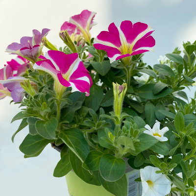 Petunie/Zauberglöckchen 'Duo' weiß-pink, Topf-Ø 14 cm, 4 Pflanzen