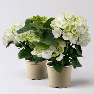 Hortensie weiß, 3+Dolden, Topf-Ø 10/10,5 cm, Höhe: 22 cm, 2er-Set Hortensie weiß, 3+Dolden, Topf-Ø 10/10,5 cm, Höhe: 22 cm, 2er-Set
