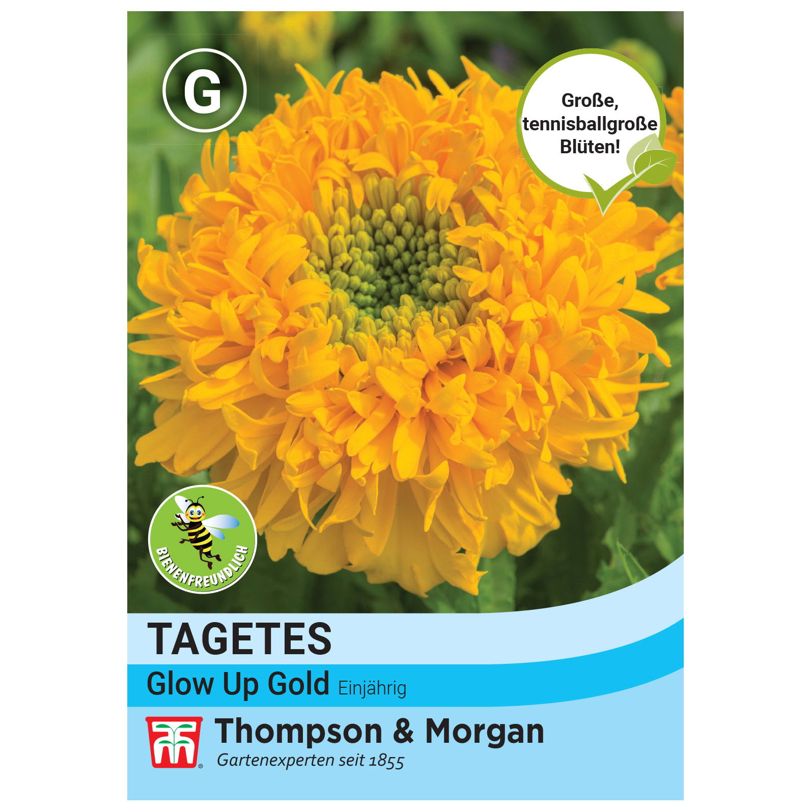 Thompson & Morgan Saatgut Studentenblume 'Glow Up Gold', orange