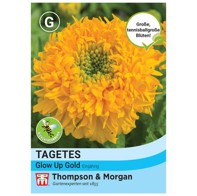 Thompson & Morgan Saatgut Studentenblume 'Glow Up Gold', orange