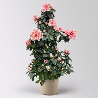 Azalee, rosa-weiß, Topf-Ø 17cm, Pyramide, in Keramiktopf Dallas weiß Azalee, rosa-weiß, Topf-Ø 17cm, Pyramide, in Keramiktopf Dallas weiß