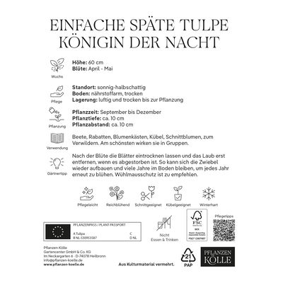 Einfache späte Tulpen Königin der Nacht schwarz, 7 Blumenzwiebeln