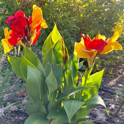 Canna 'Cleopatra', gelb-rot, Topf-Ø 17 cm, 2 Pflanzen Canna 'Cleopatra', gelb-rot, Topf-Ø 17 cm, 2 Pflanzen