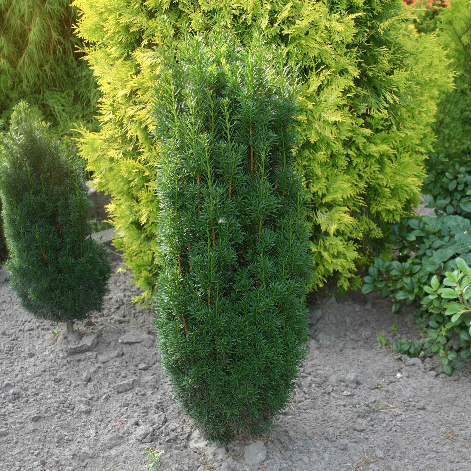Grüne-Säuleneibe 'Fastigiata Robusta', Topf 7,5 Liter, Höhe 50-60 cm, 2 Pflanzen Grüne-Säuleneibe 'Fastigiata Robusta', Topf 7,5 Liter, Höhe 50-60 cm, 2 Pflanzen