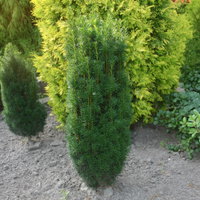 Grüne-Säuleneibe 'Fastigiata Robusta', Topf 7,5 Liter, Höhe 50-60 cm, 2 Pflanzen Grüne-Säuleneibe 'Fastigiata Robusta', Topf 7,5 Liter, Höhe 50-60 cm, 2 Pflanzen