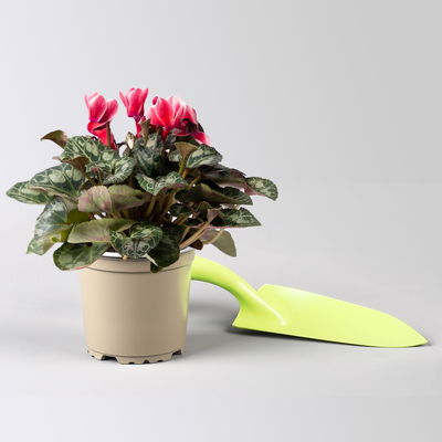 Alpenveilchen 'Picola Shine®' weiß-rot, Topf-Ø 10,5 cm, 8 Pflanzen Alpenveilchen 'Picola Shine®' weiß-rot, Topf-Ø 10,5 cm, 8 Pflanzen