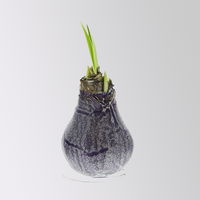 Amaryllis in Wachs, Dekor 'Create Purple', Farbe zufällig, Blüte rot, 2 Pflanzen