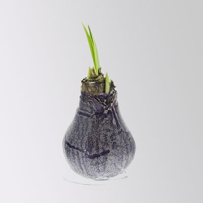 Amaryllis in Wachs, Dekor 'Create Purple', Farbe zufällig, Blüte rot, 2 Pflanzen