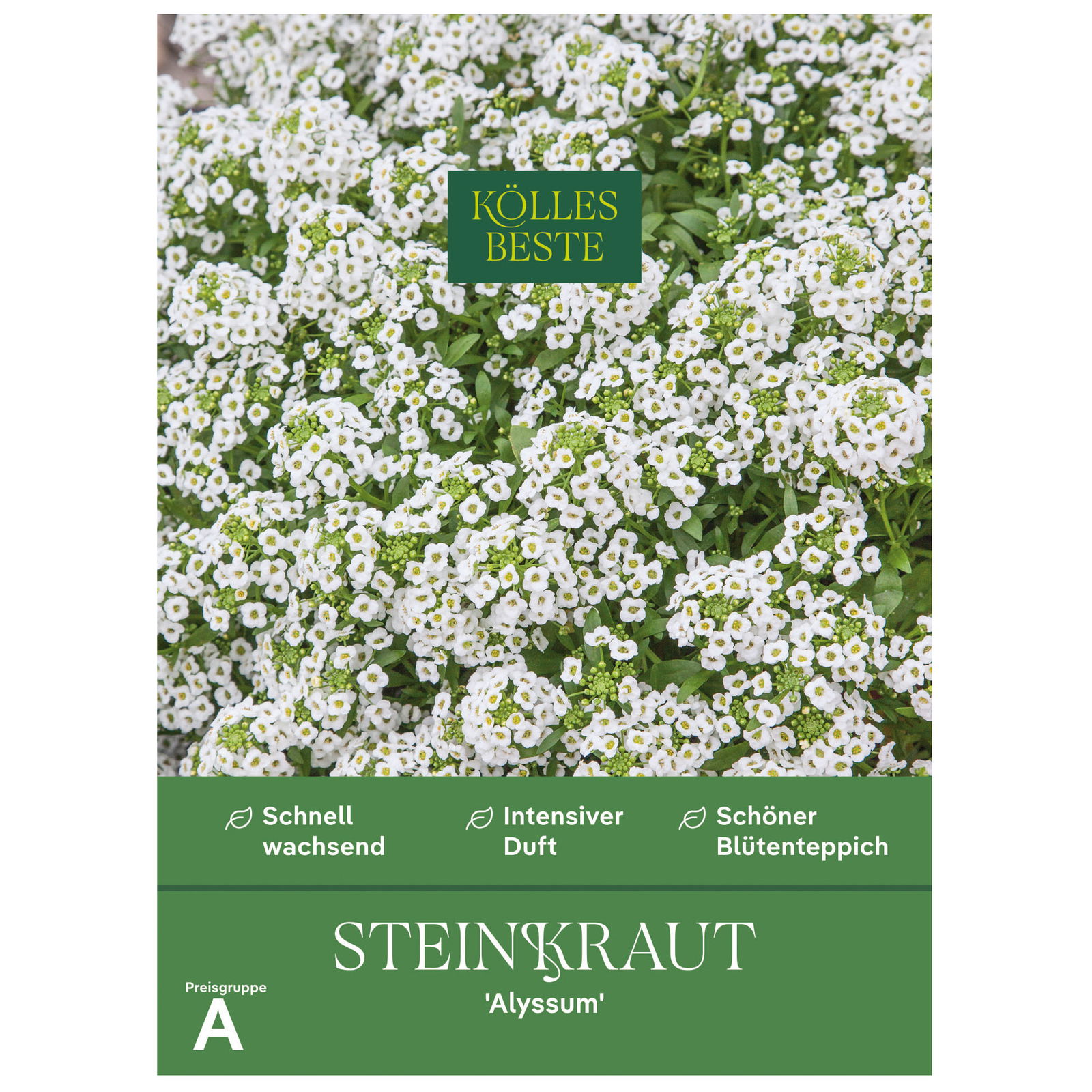 Kölles Beste Blumensamen, Steinkraut 'Alyssum'