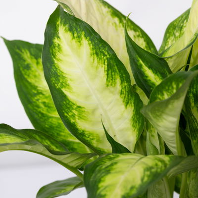 Grünpflanzenkreation 'Pflanzen-WG', Topf-Ø 12cm, inkl. Übertopf weiß, 4 Pflanzen Grünpflanzenkreation 'Pflanzen-WG', Topf-Ø 12cm, inkl. Übertopf weiß, 4 Pflanzen