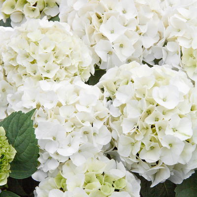 Ballhortensien in 4 Farben, 4er-Set, Höhe 30-40 cm, Topf 4 Liter (Pflanzware) Ballhortensien in 4 Farben, 4er-Set, Höhe 30-40 cm, Topf 4 Liter (Pflanzware)