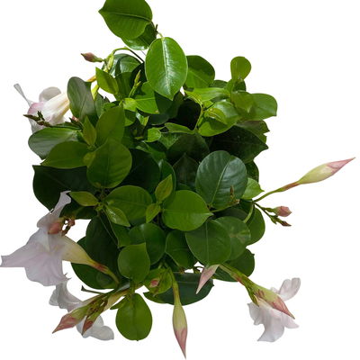 Dipladenie 'Qdeville®', weiß, buschartig, Topf-Ø 17 cm, Höhe ca. 40 cm