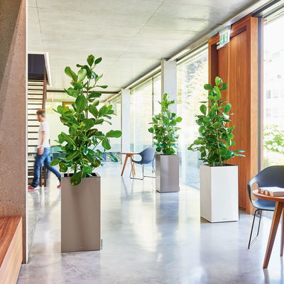 Lechuza 'Canto Premium 40 high', weiß, ca. 40 x 40 x H 76 cm