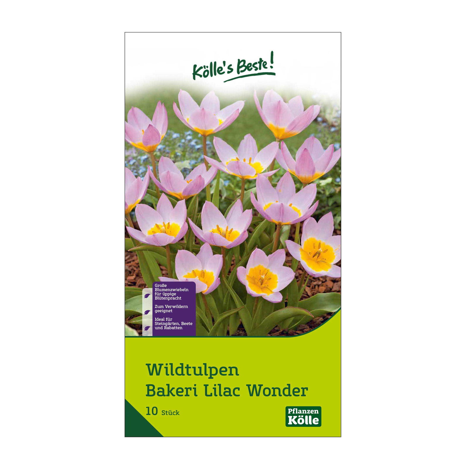 Wildtulpen Bakeri Lilac Wonder pink, 10 Blumenzwiebeln