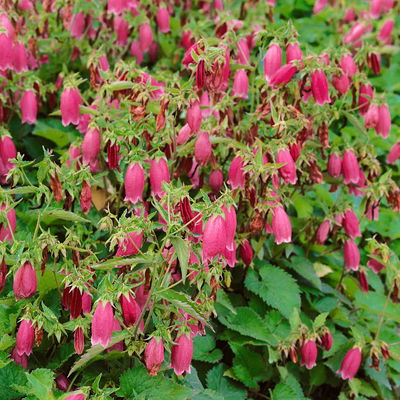 Bio Campanula punctata 'Beetroot' rot, Topf 11x11 cm, 3 Pflanzen Bio Campanula punctata 'Beetroot' rot, Topf 11x11 cm, 3 Pflanzen