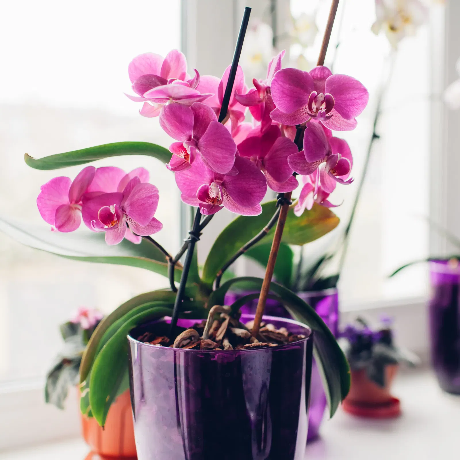 Orchidee