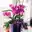 Orchidee Orchidee