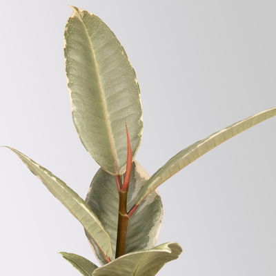 Grünpflanzenset für Grüne Wand, bunter Mix, Topf-Ø 8,5 cm, 12 Pflanzen