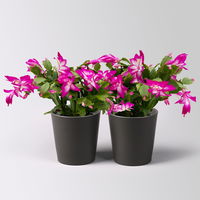 Weihnachtskaktus, lila, mit Übertopf Dallas anthrazit, Topf-Ø 12 cm, 2 Pflanzen