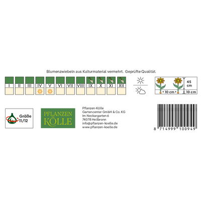 Lilienblütige Tulpen 'Sapporo', Weiß, 7 Blumenzwiebeln, Größe 11/12