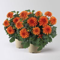 Dahlie 'Hypnotica®' orange, Topf-Ø 19 cm, 2er-Set