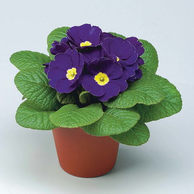 Primel blau, Topf-Ø 10,5 cm, 8 Pflanzen Primel blau, Topf-Ø 10,5 cm, 8 Pflanzen