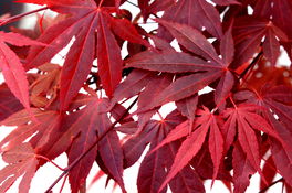 Japanischer Ahorn Japanischer Ahorn
