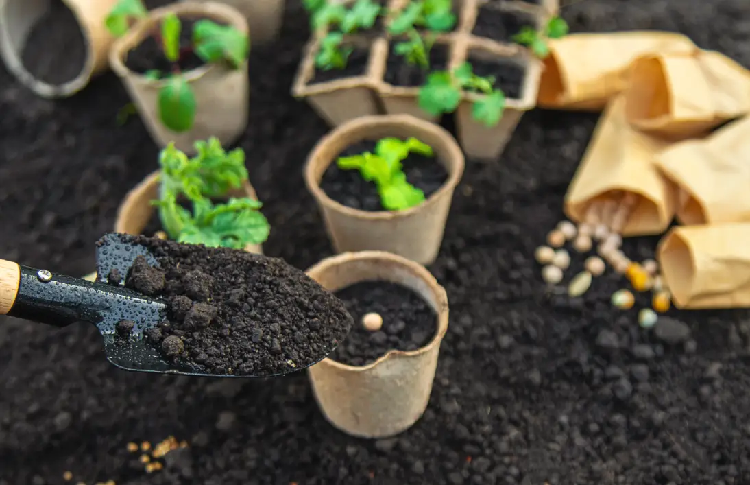 Samen wird mit Anzuchterde in einen kleinen Anzuchttopf ausgesät.