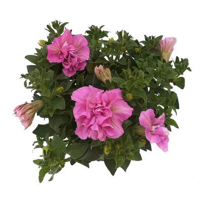 Petunie rosa, gefüllt, hängend, Topf-Ø 13 cm, 6 Pflanzen