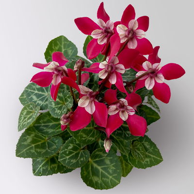 Alpenveilchen Mini, rot, schirmartig, Topf-Ø 6 cm, 10 Pflanzen Alpenveilchen Mini, rot, schirmartig, Topf-Ø 6 cm, 10 Pflanzen