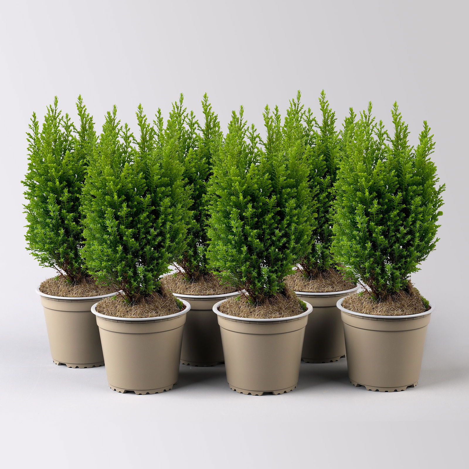 Gelbe Kegelzypresse 'Ellwood's Gold', Topf-Ø 13 cm, 6 Pflanzen Gelbe Kegelzypresse 'Ellwood's Gold', Topf-Ø 13 cm, 6 Pflanzen