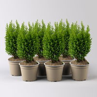 Gelbe Kegelzypresse 'Ellwood's Gold', Topf-Ø 13 cm, 6 Pflanzen Gelbe Kegelzypresse 'Ellwood's Gold', Topf-Ø 13 cm, 6 Pflanzen