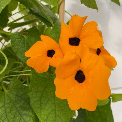 Schwarzäugige Susanne orange, Pyramide, Topf-Ø 17 cm, Höhe ca. 60 cm