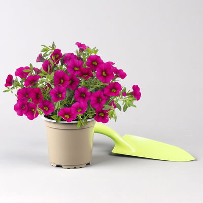 Pflanzenkreation 'Lillet Wild Berry', 12 Pflanzen inkl. Erde und Dünger