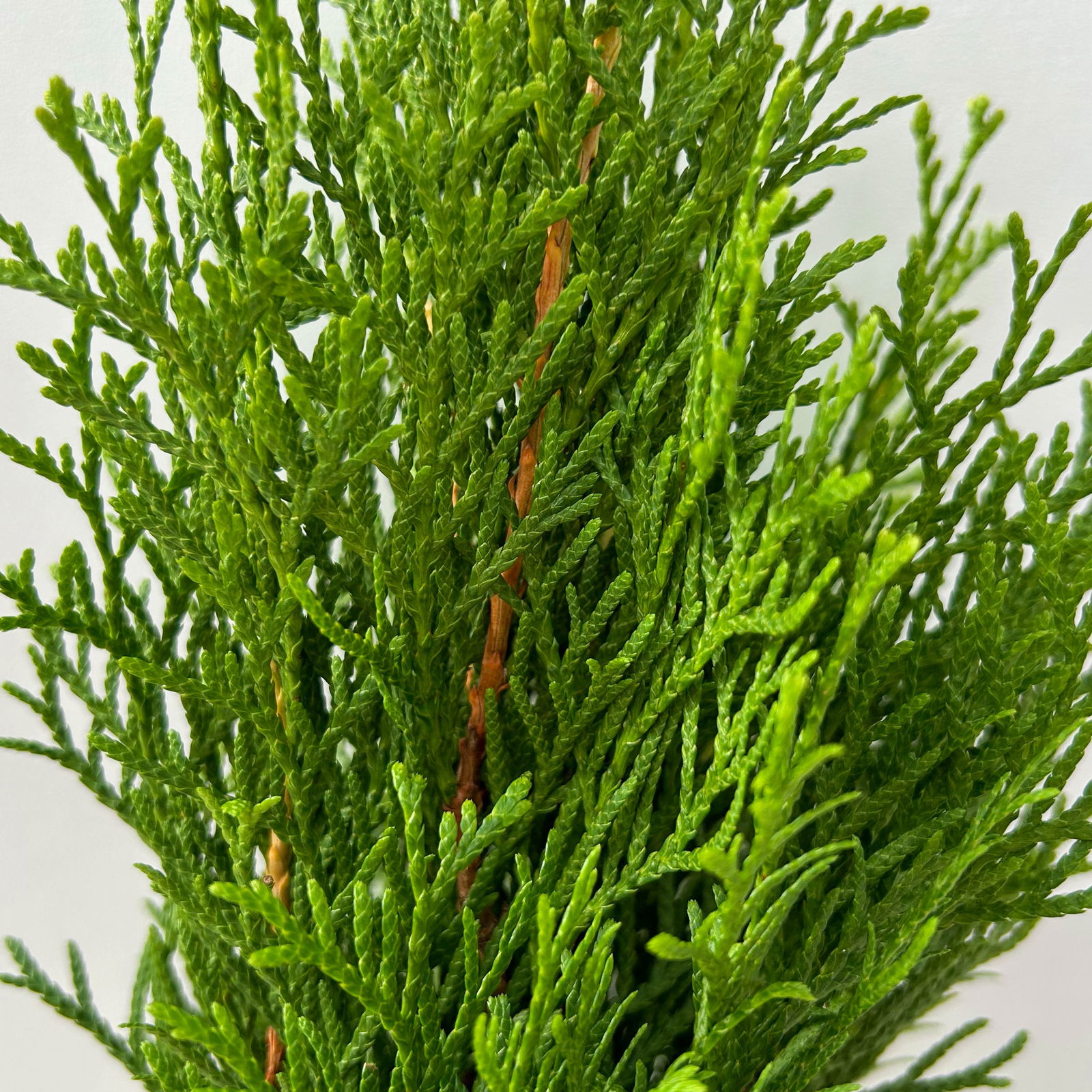 Thuja occidentalis 'Smaragd', 6er Set, Topf 9 cm Ø