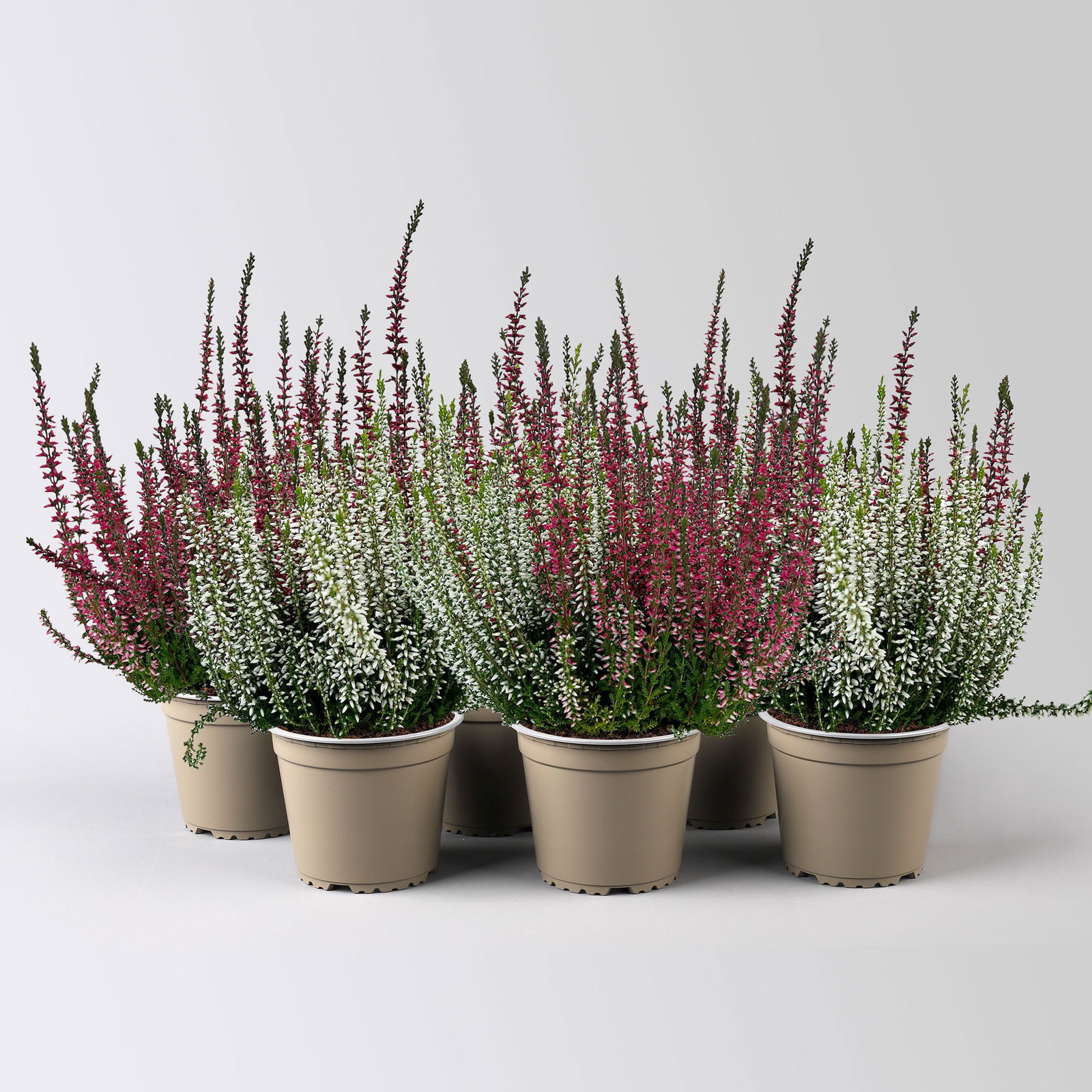 Calluna 'Twin', rot-weiß, Topf-Ø 12/13 cm, 6 Pflanzen