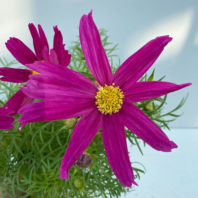 Cosmea, Farben zufällig, Topf-Ø 12 cm, Höhe ca. 25 cm, 6 Pflanzen