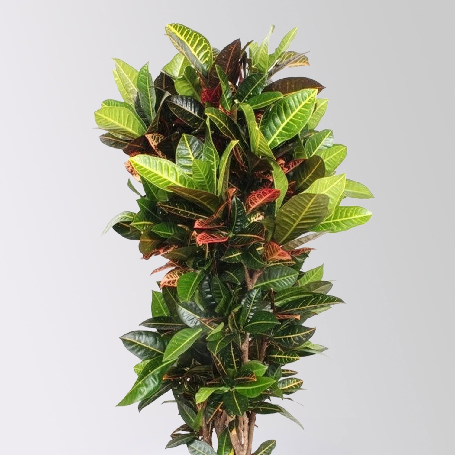 Wunderstrauch 'Petra', Topf-Ø 40, Höhe ca. 160 cm