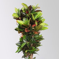 Wunderstrauch 'Petra', Topf-Ø 40, Höhe ca. 160 cm