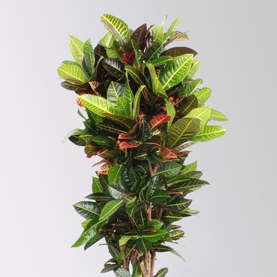 Wunderstrauch 'Petra', Topf-Ø 40, Höhe ca. 160 cm