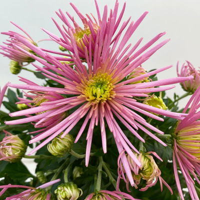 Chrysanthemen Spider Anansi™ Pink, spinnenblütig, Topf 14 cm Ø, 4 Pflanzen
