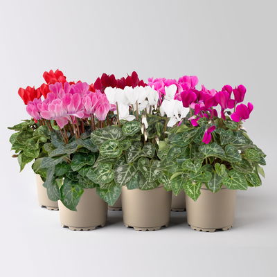 Alpenveilchen 'Outland', Farben zufällig, Topf-Ø 10,5/11 cm, 6 Pflanzen