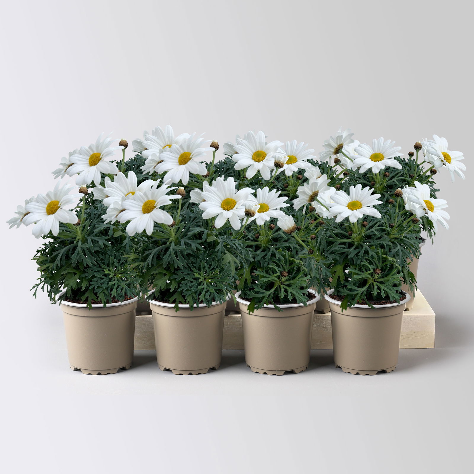 Margerite 'Stella', weiß, Topf-Ø 11 cm, 8 Pflanzen