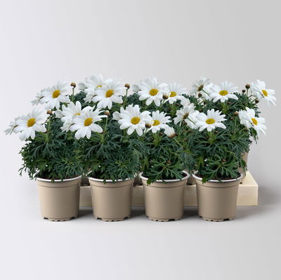 Margerite 'Stella', weiß, Topf-Ø 11 cm, 8 Pflanzen