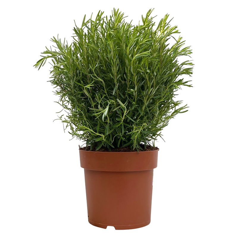 Rosmarin, Busch, TopfØ 23 cm online kaufen │ PflanzenKölle