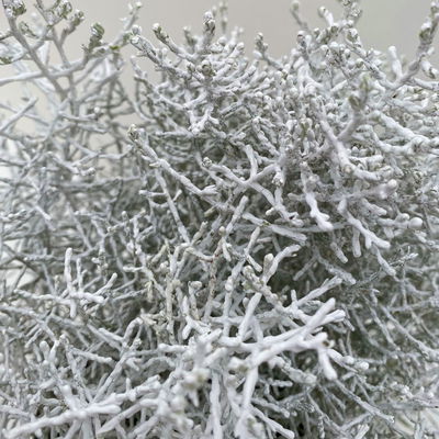 Calocephalus, weiß gefärbt, Topf-Ø 12 cm, 6 Pflanzen