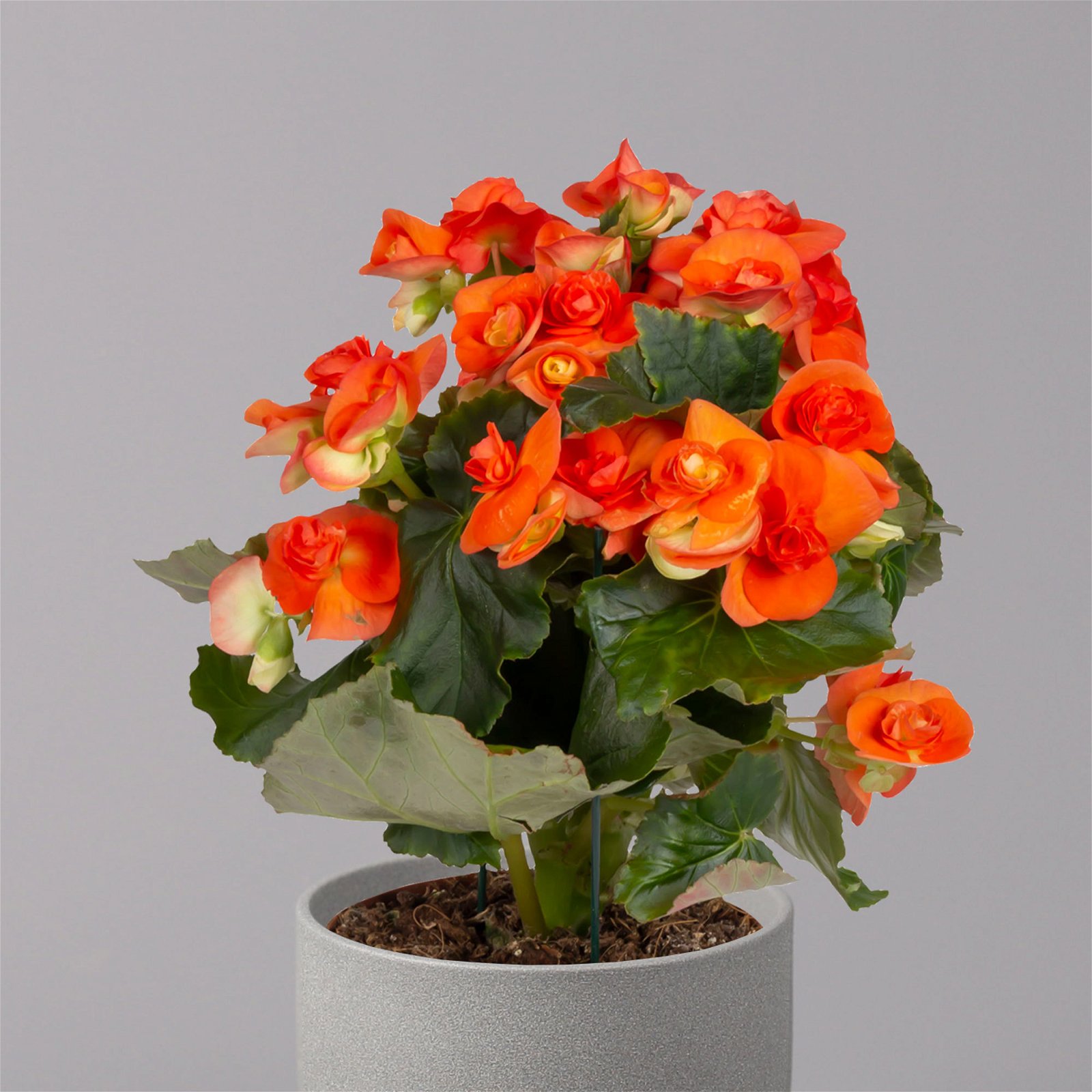 Elatior-Begonie, Topf-Ø 14 cm, orange, Höhe ca. 20-27 cm, 4er-Set