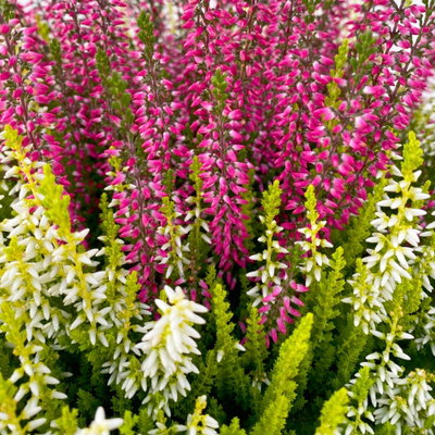 Knospenheide 'Colour Crown', zweifarbig, Farbe zufällig, Schale-Ø 23 cm